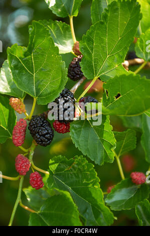 Black mature e rosso gelsi immaturo sul ramo Foto Stock