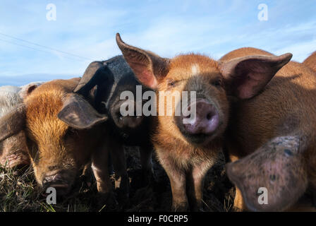 Cinque suini domestici, Sus scrofa domesticus o Sus domesticus guardando nella telecamera. Foto Stock