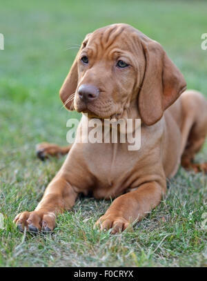 Otto settimane vecchio cucciolo Vizsla Foto Stock