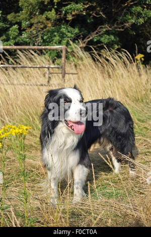 Border Collie in piedi in campo REGNO UNITO Foto Stock