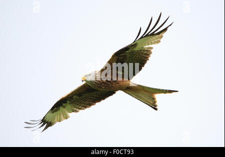 Nibbio reale in volo contro un cielo bianco Foto Stock