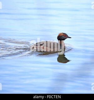 Svasso della Slavonia, noto anche come cornuto svasso in acqua con riflessioni Foto Stock