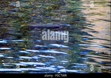 Salmone atlantico (Salmo salar) nuoto appena sotto la superficie, Fiume Orkla, Norvegia, settembre 2008 Foto Stock