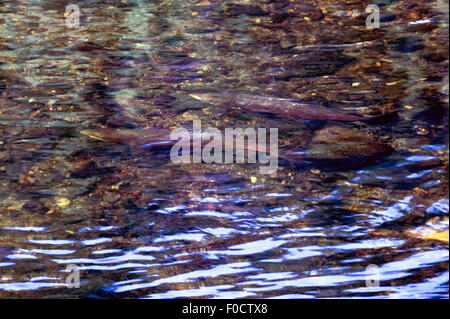 Due salmone Atlantico (Salmo salar) nuoto appena sotto la superficie, Fiume Orkla, Norvegia, settembre 2008 Foto Stock