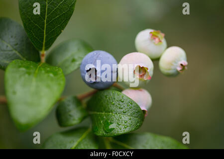 La maturazione di mirtilli organico Foto Stock