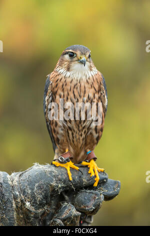 Merlin Falco columbarius (prigioniero), maschio adulto, arroccato sul gestore, Hawk Conservancy Trust, Hampshire, Regno Unito nel mese di novembre. Foto Stock