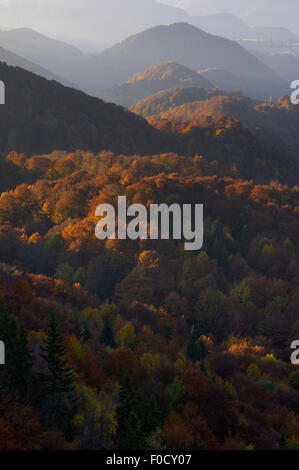 Foresta di colline coperte, Piatra Craiului National Park, Transilvania meridionale, le montagne dei Carpazi, Romania, Ottobre 2008 Foto Stock