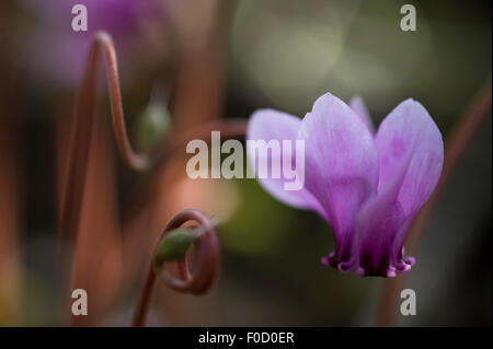 Ciclamino (Cyclamen purpurascens) in fiore, Meteora, Grecia, Ottobre 2008 Foto Stock