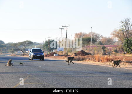 Gaborone, Botswana. 8 Ago, 2015. I babbuini attraversano la strada per evitare un auto arrivando a loro in Kasane, nel nord del Botswana, il Agosto 8, 2015. La maggior parte del Botswana parchi nazionali, riserve e gestione della fauna selvatica aree sono unfenced, consentendo agli animali di vagare selvatica e libera. Viaggio in giro per il paese potrebbe incontrare animali selvatici sulla strada. © Lyu Tianran/Xinhua/Alamy Live News Foto Stock