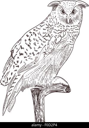 Il gufo disegno monocromatico su bianco Illustrazione Vettoriale
