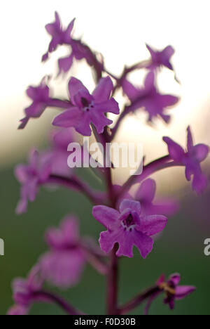 Quattro-spotted orchid (Orchis quadripunctata) in fiore, Monte Sacro, il Parco Nazionale del Gargano, Gargano in Puglia, Italia, Aprile 2008 Foto Stock