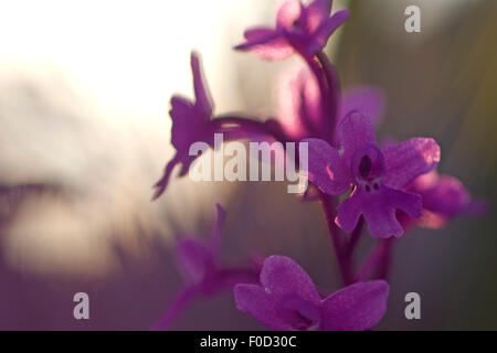 Quattro-spotted orchid (Orchis quadripunctata) in fiore, Monte Sacro, il Parco Nazionale del Gargano, Gargano in Puglia, Italia, Aprile 2008 Foto Stock