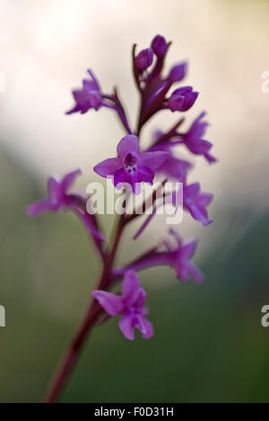 Quattro-spotted orchid (Orchis quadripunctata) in fiore, Monte Sacro, il Parco Nazionale del Gargano, Gargano in Puglia, Italia, Aprile 2008 Foto Stock