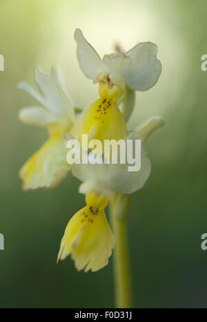 Scarsamente fioritura orchid (Orchis pauciflora) fiore, Monte Sacro, il Parco Nazionale del Gargano, Gargano in Puglia, Italia, Aprile 2008 Foto Stock