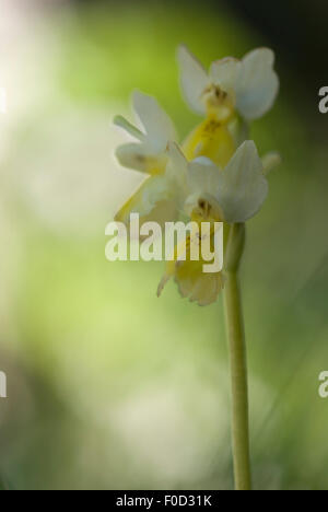 Scarsamente fioritura orchid (Orchis pauciflora) fiore, Monte Sacro, il Parco Nazionale del Gargano, Gargano in Puglia, Italia, Aprile 2008 Foto Stock