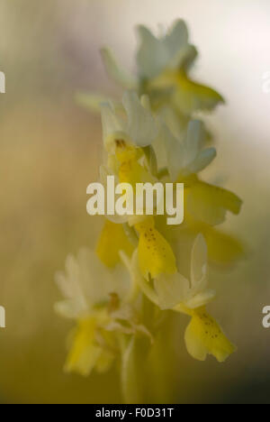 Scarsamente fioritura orchid (Orchis pauciflora) fiore, Monte Sacro, il Parco Nazionale del Gargano, Gargano in Puglia, Italia, Aprile 2008 Foto Stock