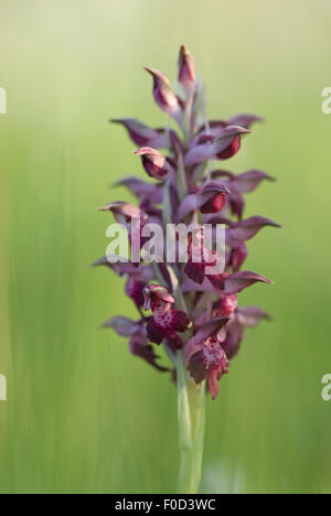 Bug fragrante orchidea (Anacamptis / Orchis coriophora fragrans) in fiore, Vieste, il Parco Nazionale del Gargano, Gargano in Puglia, Italia, Aprile 2008 Foto Stock