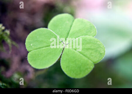 Legno-sorrel Oxalis acetosella foglie in close-up Foto Stock
