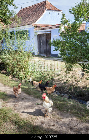 Polli al di fuori il principe Charles' del XVIII secolo la casa in via principale del villaggio sassone di Viscri, Transilvania, Romania Foto Stock