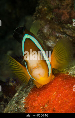 L'arancione, il bianco e il nero clownfish difendendo la sua frizione di uova rosso attaccato ad un pezzo di corallo, Anilao, Batangas, Filippine. Foto Stock