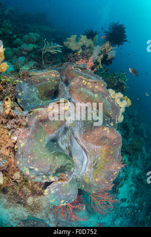 Reef colorati in scena con la massiccia di vongole giganti in primo piano, Cenderawasih Bay, Papua occidentale, in Indonesia. Foto Stock