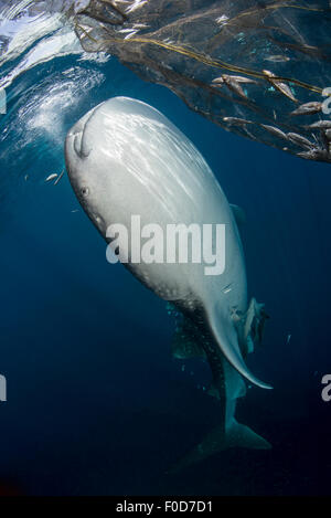 Grande squalo balena arrivando fino a sifone acqua dalla superficie, con sunray linee di verniciatura sulla sua pelle, e pezzetti di pesce fa Foto Stock