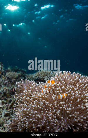 Raggi di sole che splende su un anemone con una coppia di arancio e bianco clownfish, Cenderawasih Bay, Papua Occidentale, Indones Foto Stock