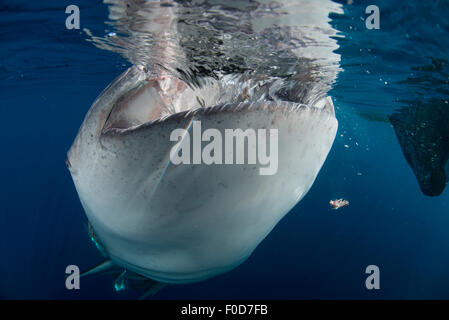 Grande squalo balena arrivando fino a sifone acqua da reti da pesca, con bit di pesce cade, Cenderawasih Bay, Papua Occidentale, Indo Foto Stock