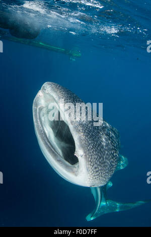 Squalo Balena con la bocca spalancata, Cenderawasih Bay, Papua occidentale, in Indonesia. Foto Stock