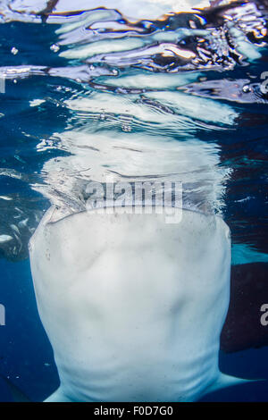 Squalo Balena violare la superficie mentre gulping acqua sotto reti da pesca, con riflessioni multiple sulla superficie, Cenderawasih Foto Stock