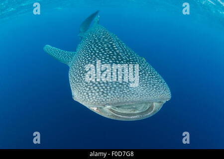 Squalo Balena decrescente per la profondità con la bocca spalancata, Cenderawasih Bay, Papua occidentale, in Indonesia. Foto Stock