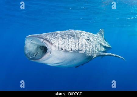 Squalo Balena decrescente per la profondità con la bocca spalancata, Cenderawasih Bay, Papua occidentale, in Indonesia. Foto Stock