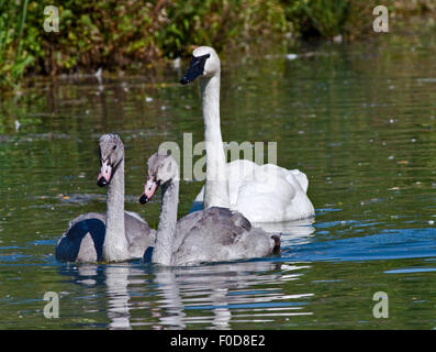 Per adulti e bambini Trumpeter Swans (cygnus buccinatore) Foto Stock