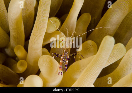 Gamberi detergente su un anemone a Curacao. Foto Stock