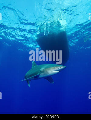 Lo squalo longimano volteggiare una barca off Cat Island, Bahamas. Foto Stock