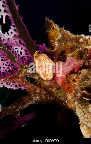 Flamingo lumaca a linguetta sulla Coral Key Largo, Florida. Foto Stock