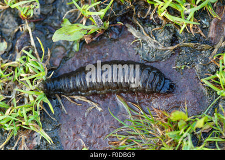 Larve del coleottero acquatico (piceus idrata o Hydrophilus piceus), Meclemburgo-Pomerania, Germania Foto Stock