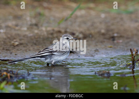 I capretti wagtail bianco (Motacilla alba) nell'acqua, Holnis riserva naturale, lo Schleswig Holstein, Germania Foto Stock