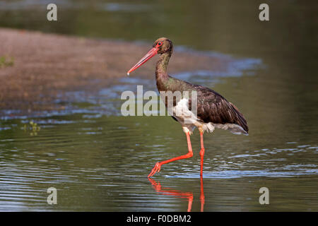 Cicogna Nera (Ciconia nigra), Adulto rovistando, Riserva della Biosfera dell'Elba centrale, Sassonia-Anhalt, Germania Foto Stock