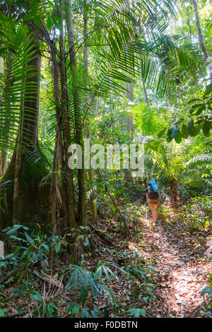 Tourist, escursionista giovane donna a piedi lungo un sentiero nella giungla, Kuala Tahan, Taman Negara, Malaysia Foto Stock