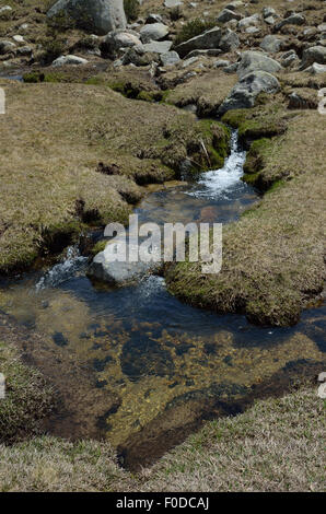 La molla di acqua di disgelo in Madriu-Perafita-Claror Valley Foto Stock