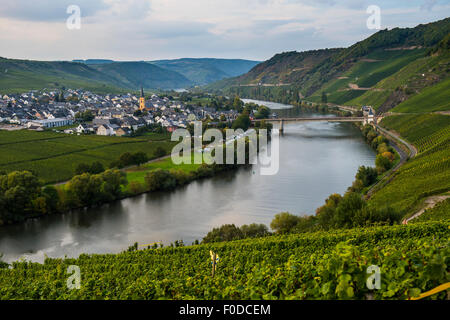 Vigneti attorno la Mosella, Trittenheim, valle della Mosella, Renania-Palatinato, Germania Foto Stock