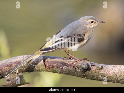 Wagtail grigio (Motacilla cinerea), giovane bird, ritratto, appollaiato sul ramo, Hesse, Germania Foto Stock