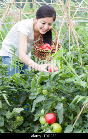 Giovane donna raccolta di pomodori in serra Foto Stock