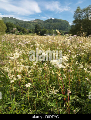 Aberfoyle, Loch Lomond e il Trossachs National Park, Scotland, Regno Unito - 13 August 2015: Regno Unito meteo - quest'anno insolitamente wet weather in Scozia ha adatto umido fiori selvatici amorevole. Qui la bella cremosa di fiori di olmaria (Filipendula ulmaria) sono visibili al fianco di rosa pallido montante Hedge prezzemolo (torilis japonica) in un campo alla periferia di Aberfoyle nel Loch Lomond e il Trossachs National Park, Scotland Credit: kayrtravel/Alamy Live News Foto Stock