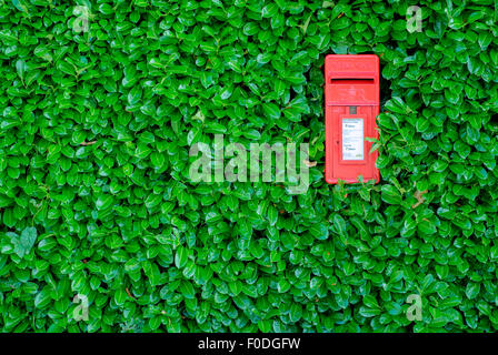 Un royal mail red postbox (mailbox) che ha una copertura crescente attorno ad esso è raffigurato in Chippenham,Wiltshire, Regno Unito. Foto Stock