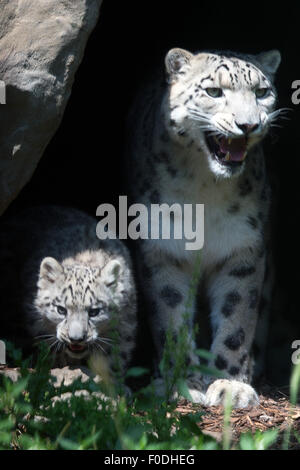 Colonia, Germania. 13 Ago, 2015. La snow leopard mamma Siri con il suo cucciolo Barid nel loro recinto nel Zoo di Colonia, Colonia, 13 agosto 2015. Il bambino cub Barid (Tibeten per 'Cloud') è nato il 8 maggio 2015 ed è solo per la prima volta oggi il permesso di effettuare il roaming nelle libere del contenitore. Foto: FEDERICO GAMBARINI/DPA Credito: dpa picture alliance/Alamy Live News Foto Stock
