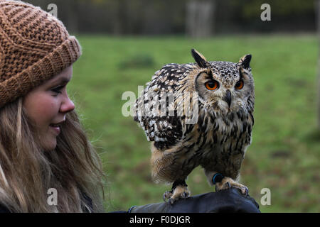 Una giovane donna sorrisi a un bengal il gufo reale appollaiato sul suo falconieri guanto Foto Stock