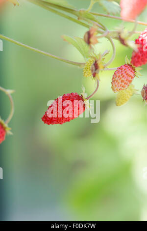 Fragaria vesca. Fragola alpino "Regina" frutti Foto Stock