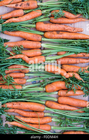 Daucus carota. Appena scavato carote organico Foto Stock